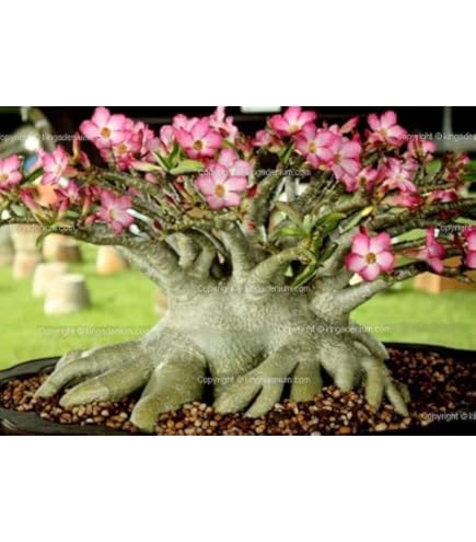 Amazon.co.jp: 【種子】アデニウム・獅子葉 葉巻 ドーセットホーン 5s